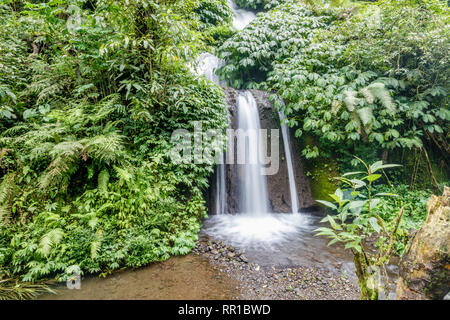 Dschungel an Banyumala Twin Wasserfälle, Buleleng, Bali, Indonesien Stockfoto