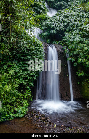 Dschungel an Banyumala Twin Wasserfälle, Buleleng, Bali, Indonesien Stockfoto