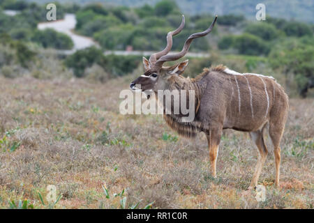 Mehr Kudu (Tragelaphus strepsiceros), männlichen Erwachsenen im Grünland, Alert, am frühen Morgen, Addo Nationalpark, Eastern Cape, Südafrika Stockfoto