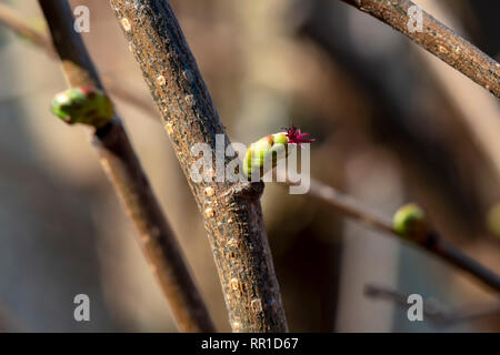Makroaufnahme einer weiblichen Blüte einer Haselnuss (Corylus avellana) in der Sonne Stockfoto