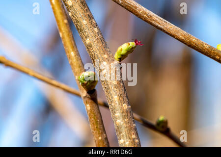 Makroaufnahme einer weiblichen Blüte einer Haselnuss (Corylus avellana) in der Sonne Stockfoto