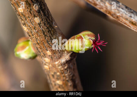 Makroaufnahme einer weiblichen Blüte einer Haselnuss (Corylus avellana) in der Sonne Stockfoto