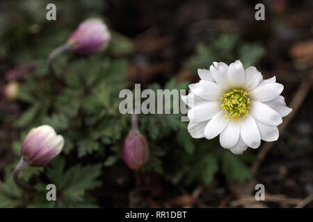 Anemone Blanda "Weiße Pracht" Stockfoto