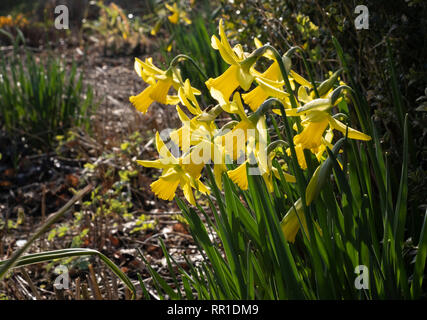 Büschel der Narzissen im Garten Grenze wachsenden Stockfoto