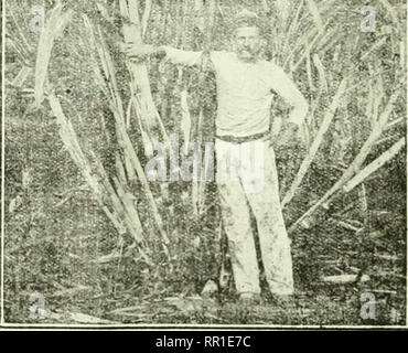 . Landwirtschaftliche Nachrichten. Landwirtschaft - West Indies; Pflanzenkrankheiten - West Indies. . Bitte beachten Sie, dass diese Bilder sind von der gescannten Seite Bilder, die digital für die Lesbarkeit verbessert haben mögen - Färbung und Aussehen dieser Abbildungen können nicht perfekt dem Original ähneln. extrahiert. Großbritannien. Imperial Abt. der Landwirtschaft für die Westindischen Inseln. Bridgetown, Barbados, Bowen &Amp; Söhne; Stockfoto