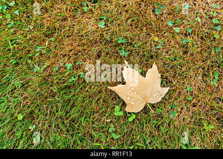 Tröpfchen in Maple Leaf Stockfoto