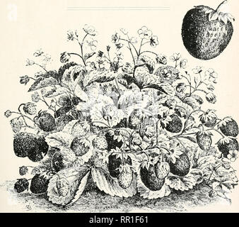 . Die landwirtschaftliche Zeitung von New South Wales. Landwirtschaft Landwirtschaft - - Australien New South Wales. Jan. 2, 1908.] Agricidtural Gazette von K.A. W, 69 Dienstag) für Texas, wo die Baumwolle Boll Rüsselkäfer Commisjiiuu arbeitet, und nach ein paar Tagen Aufenthalt im Bezirk von Dallas in der Stadt Mexiko, Via San Antonio, der Mexikanischen Fruchtfliege {Trypeta ludens zu untersuchen) und deren Parasiten, und, wenn möglich, Sendungen von befallenen pupse direkt an unsere Entomologischen Zweig. Ich habe, (Tc, Walter W. FROGGATT. An den Herrn Minister für Bergbau und Landwirtschaft, Sydney, New Sout Stockfoto