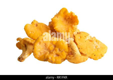 Wilde Pfifferlinge oder golden Chanterelle isoliert auf weißem Stockfoto