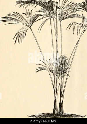 . Landwirtschaftliche Nachrichten. Landwirtschaft - West Indies; Pflanzenkrankheiten - West Indies. S: <<:=/. Bitte beachten Sie, dass diese Bilder sind von der gescannten Seite Bilder, die digital für die Lesbarkeit verbessert haben mögen - Färbung und Aussehen dieser Abbildungen können nicht perfekt dem Original ähneln. extrahiert. Großbritannien. Imperial Abt. der Landwirtschaft für die Westindischen Inseln. Bridgetown, Barbados, Bowen &Amp; Söhne; Stockfoto