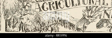 . Landwirtschaftliche Nachrichten. Landwirtschaft - West Indies; Pflanzenkrankheiten - West Indies. . Bitte beachten Sie, dass diese Bilder sind von der gescannten Seite Bilder, die digital für die Lesbarkeit verbessert haben mögen - Färbung und Aussehen dieser Abbildungen können nicht perfekt dem Original ähneln. extrahiert. Großbritannien. Imperial Abt. der Landwirtschaft für die Westindischen Inseln. Bridgetown, Barbados, Bowen &Amp; Söhne; Stockfoto