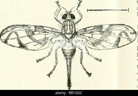 . Landwirtschaftliche Nachrichten. Landwirtschaft - West Indies; Pflanzenkrankheiten - West Indies. 26 Die AGRICOTLfURAL Nachrichten. Januaey 21, 1911. Insekt Notizen. Fk;. 2 eine Insekt-schädling OP KAKAO IN UGANDA. In einer früheren Nummer von tlie Aijricultural Xewf (Vol. IX, S. 42), bestimmte Schadinsekten in Uganda bekannt waren genannt. Die folgenden Hinweise auf tlie Kakaofrucht fliegen werden aus einer - iccount vor kurzem von Herrn C.0 empfangen vorbereitet. Gowdey, Entomologe an die Regierung von Uganda. Es kann erwähnt werden, dass Fruchtfliegen ia die Westinseln auftreten, sind aber oft nicht ausreichend reichlich viel Schaden zu verursachen. Bis zu den vorh Stockfoto