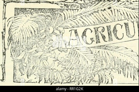 . Landwirtschaftliche Nachrichten. Landwirtschaft - West Indies; Pflanzenkrankheiten - West Indies. . Bitte beachten Sie, dass diese Bilder sind von der gescannten Seite Bilder, die digital für die Lesbarkeit verbessert haben mögen - Färbung und Aussehen dieser Abbildungen können nicht perfekt dem Original ähneln. extrahiert. Großbritannien. Imperial Abt. der Landwirtschaft für die Westindischen Inseln. Bridgetown, Barbados, Bowen &Amp; Söhne; Stockfoto