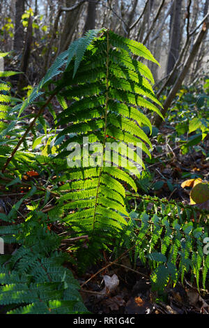 Lange grüne Bracken fern Blatt, Gegenlicht der Sonne in einem Holz, Hervorhebung der Sporen auf der Unterseite der Blätter Stockfoto