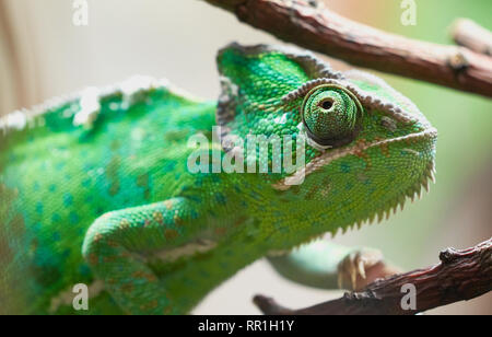 Grünes Chamäleon, das in Nahaufnahme auf Ästen klettert, lebendige Skalen und großes rotierendes Auge zeigt. Stockfoto