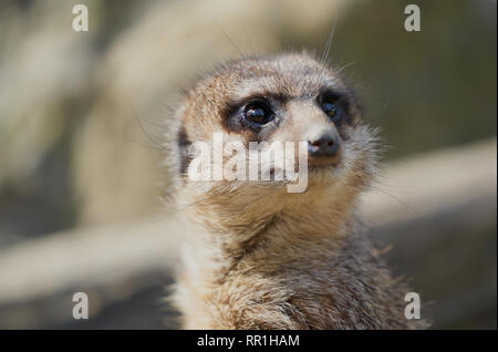 Nahporträt eines neugierigen Erdmännchens (Suricata suricatta), der nach oben blickt, mit ausdrucksstarken dunklen Augen und sanft verschwommenem Hintergrund. Stockfoto
