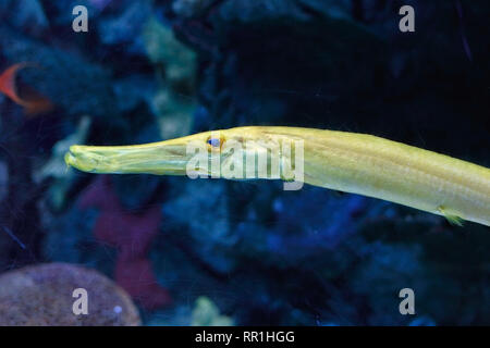 Sehr detaillierte Foto von einem Aquarium gelb Trompetenfisch Stockfoto