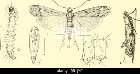. Landwirtschaftliche Entomologie für Studenten, Bauern, Obst - Landwirte und Gärtner. Insekten; nützliche Insekten und Schädlinge. 212 LEI' lDOl TERA die Eier in den verschiedenen Nahrungsmitteln Stoffe festgelegt sind, Frühstück essen, Samen, getrocknete Früchte, etc., und die Larve, die eine kleine, schlanke Caterpillar in diesem Material ernährt und in der Regel dreht sich ein Netz, wie es funktioniert, so dass das Essen ganz unerwünscht ist. Es gibt in der Regel zwei Generationen jedes Jahr in den Breitengrad von Ohio, aber mit Wärme, die Anzahl der Generationen kann auf vier oder fünf erhöht werden. Wie bei den vorangegangenen Arten ist es möglich den Insekten fr Sichten Stockfoto