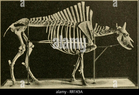 . Das Zeitalter der Säugetiere in Europa, Asien und Nordamerika. Säugetiere, Fossil, Paläontologie. Pleistozän in Europa, Nordafrika und Nordamerika 483 B. Bison, und lässt sich durch die Position der Hörner, die fast im rechten Winkel zu der Längsachse des Schädels gestellt werden unterschieden. Die Hörner von anderen Spezies {B. ferox), ähnlich denen von B. latifrons, haben l^ een fomid im Pleistozän von Nebraska. Das Pleistozän von Idaho und Kansas ist das Horn Kernen einer fünften Arten (B. Alleni). Die riesigen Nord-westlichen Bison in Alaska, die auch in Ostsibirien bestanden haben kann, Stockfoto
