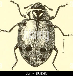 . Landwirtschaftliche Entomologie für Studenten, Bauern, Obst - Landwirte und Gärtner. Insekten; nützliche Insekten und Schädlinge. 176 COLEOPTERA - Käfer service und Schmerzen sollte darauf geachtet werden, sie nicht zu zerstören. Sie sind kurz, abgeflacht, eher breit, und in der Regel mit eher auffälligen Stacheln oder Haare wie in den beigefügten Abbildungen dargestellt.. Abb. 124.- eine Lady bug (Hippodamia 1. rgens), die Beute auf die Kartoffelkäfer. Vergrößert. (Chittenden, Div. Ent., US Abt. Ag). Bitte beachten Sie, dass diese Bilder sind von der gescannten Seite Bilder, die digital für die Lesbarkeit erhöht worden sein können extrahiert-c Stockfoto
