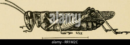 . Landwirtschaftliche Entomologie für Studenten, Bauern, Obst - Landwirte und Gärtner. Insekten; Insekten, Schädigenden und nützlich. 62 UNTERE PTERYGOTA Wir liae se'mehrere Arten im Osten der Vereinigten Staaten eng mit Arten der Rock'Berg. Die häufigsten. Abb. 20.- Mclanoplus atlanis, männlich. (Nach Lugger.) Abb. 27.- Melanoplus atlanis, weiblich. (Nach Lugger.) ist die Red-legged Grasshopper {Melanoplus Femur - mhrum). Es ist ähnlich zu den felsigen] Iountain Arten, ist aber nicht der Gap. Bitte beachten Sie, dass diese Bilder aus gescannten Seite Bilder, die digital zum Lesen erhöht worden sein können extrahiert werden Stockfoto