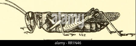 . Landwirtschaftliche Entomologie für Studenten, Bauern, Obst - Landwirte und Gärtner. Insekten; nützliche Insekten und Schädlinge. 62 UNTERE PTERYGOTA Wir haben mehrere Arten im Osten der Vereinigten Staaten closel rehited zu den felsigen IMountain Arten". Die häufigsten. Abb. 2 (S.-Mdnnoplus allunis, männlich. (Nach LuK^W^r.) Abb. 27.- Melanoplus atlanis, weiblich. (Nach Lugger.) ist die Red-legged Grasshopper {Mehnioplus Femur - rubrtnn). Es ist ähnlich zu den felsigen IMountain Arten, ist aber nicht der Gap. Bitte beachten Sie, dass diese Bilder aus gescannten Seite Bilder, die digital zum Lesen erhöht worden sein können extrahiert werden Stockfoto