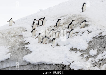 Adelie penguin Gruppe der Vögel auf Eis und Schnee in der Antarktis Stockfoto