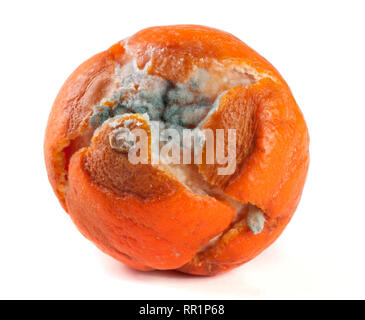 Eine verschimmelte Mandarine auf weißem Hintergrund Stockfoto