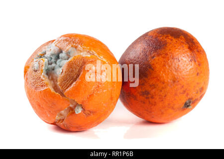 Eine verschimmelte Mandarine auf weißem Hintergrund Stockfoto