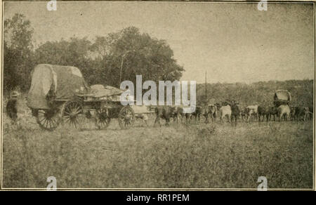 . African Game Spuren;. Die Jagd. 180 afrikanischen GA^IE SPUREN. Der Ochse wagen Trekking durch das Gestrüpp aus aphotograjih von R. J. Cuninghatne hinterherhinken, und sehen, dass keine schwachen oder kranken Mann fiel ohne unser Wissen oder die Möglichkeit, ihm Hilfe zu geben. Der Weg führte zuerst durch Öffnen einer Bürste oder Niedrig, trockenen Wald, und dann auf den weiten Ebenen, wo die verdorrten Gras hier und dort verstreut wurde mit geringen, spärlich leaved Thorn - Bäume, von drei bis acht Meter hoch. Stunde um Stunde wir langsam nach vorne unter die schimmernde Sonnenlicht zeichnete. Die Reiter ging zuerst, mit dem Gewehr - Träger, saises, und in der Regel ein f Stockfoto