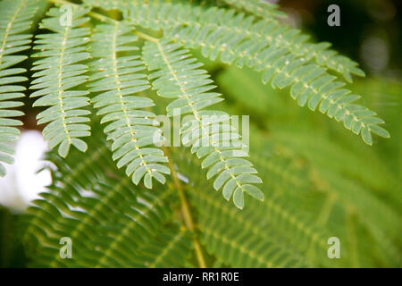 Blatt von Albizia julibrissin oder persischer Seide Baum. Close-up Makro Stockfoto