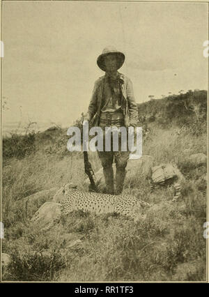 . African Game Trails. Die Jagd. LION JAGD AUF DER KAPITI PLAINS 89 wilde, mit ihren eingereichten Zähne, ihre Köpfe rasierten in neugierig mustern und Tragegriff für Arme httle Bögen und Pfeile. Vor dem Mittagessen schlagen wir einen langen, flachen Hügel. Harold Hill war. Kermit Roosevelt und cheetah Schuß durch ihn Aus einer Fotografie von Edviund HeUet mit mir; Medlicott und Kermit wurden zusammen. Wir setzten uns ein Paar auf jeder Seite von einem schmalen Hals, zwei Drittel der Weg entlang dem Kamm des Hügels; und bald. Bitte beachten Sie, dass diese Bilder extrahiert werden aus der gescannten Seite Bilder, die digital für erhöht worden sein Stockfoto