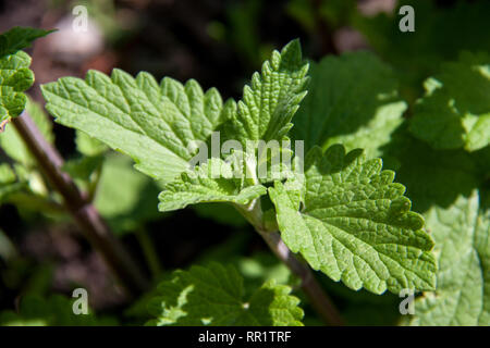 Zitronenmelisse im Garten Nahaufnahme Makro Stockfoto