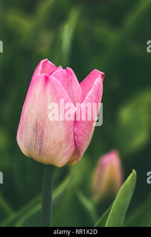 Frühjahr einen öffentlichen Park Tulpen blühen im Freien Stockfoto