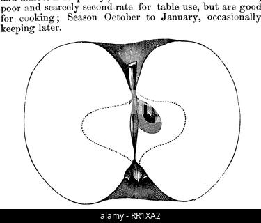 . Amerikanische pomology: Äpfel. Äpfel. Klasse I - flache Äpfel. 1. IL IL 423 Betlileiiiite. Diese Apple hat häufig vor der Ohio Pomologischen Gesellschaft von Freunden Lipsey, Morris und Bene ausgestellt - dict, der Morrow County, der Region den Anbau erscheint begrenzt worden zu sein. Die Herkunft der Früchte ist unklar. Baum thrifty, Hardy, produktiv, aufrecht. Frucht mittelgroß, flach, oder Oblate - kugelig, regelmäßige; Oberfläche glatt, matt Rot oder hell rot, gemischt, auf Gelb, mit gebrochenen Spritzer von Crimson; Punkte deutlich, Groß, Grau und Gelb. Becken breit, tief, regelmäßige oder gefaltet, Leder - rissig; Stockfoto