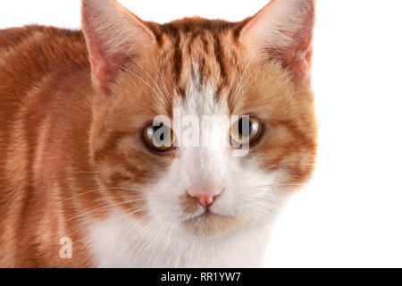 Portrait von Red cat an der Kamera auf weißem Hintergrund suchen Stockfoto