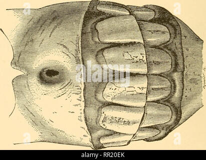 . Alter der Tiere: Eine komplette Abhandlung über das Gebiss des Pferdes, Ochse, Schaf, Schwein und Hund, und verschiedene andere Mittel zur Bestimmung des Alters der Tiere. Haustiere -- Alter; Zähne. Abb. Kan. Bitte beachten Sie, dass diese Bilder sind von der gescannten Seite Bilder, die digital für die Lesbarkeit verbessert haben mögen - Färbung und Aussehen dieser Abbildungen können nicht perfekt dem Original ähneln. extrahiert. Huidekoper, Rush Shippen, 1854-1901. Philadelphia; London: F.A. Davis Stockfoto