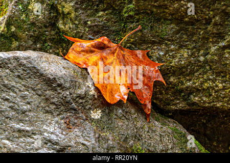 Red Maple Leaf auf nassen Felsen Stockfoto