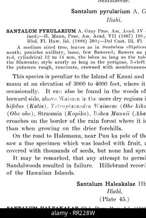 . Die einheimischen Bäumen der Hawaiianischen Inseln. Bäume. Platte 45,. SANTAIjUM HALEAKALAB (Clriir) Hbr Iliahi, S;", rHlalwoo (l .. Bitte beachten Sie, dass diese Bilder sind von der gescannten Seite Bilder, die digital für die Lesbarkeit verbessert haben mögen - Färbung und Aussehen dieser Abbildungen können nicht perfekt dem Original ähneln. extrahiert. Rock, Joseph Francis Charles, 1884-1962. Honolulu, T. H. Stockfoto