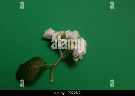 Eine Hortensie Blume auf grünem Hintergrund. Stockfoto