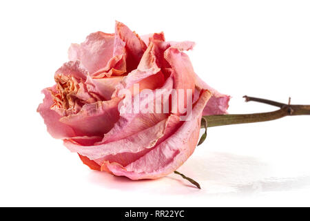 Rose getrocknet auf weißem Hintergrund closeup isoliert Stockfoto