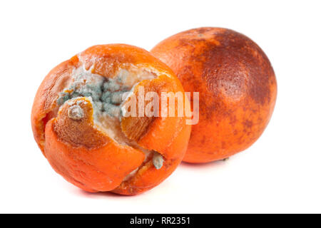 Eine verschimmelte Mandarine auf weißem Hintergrund Stockfoto