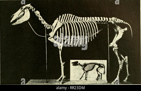 . Abenteuer mit Tieren und Pflanzen. Biologie. PROBLEM 2. Wir lernen von prähistorischen Lebewesen von Fossilien 541. Abb. 493 Skelette der modernen Pferd und Eohippus vergleichenden Größen zu zeigen. Welche Ähnlichkeiten und Unterschiede sehen Sie? (American Museum of Natural History) ära Känozoikum Psychozoic 1.000.000 Jahre 60.000.000 200.000.000 Jahre Jahre Mesozoikum Paläozoikum 550,000,000 Jahre Proterozoikums 1.000.000.000 Jahren Archeozoic 2.000.000.000 Jahren Alter des Menschen" "Säugetiere Reptilien Amphibien Fische Wirbellose einfaches Leben formen frühesten Lebewesen^l Abb. 494 Die Nummern, die in den Stockfoto