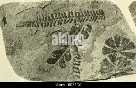 . Abenteuer mit Tieren und Pflanzen. Biologie. PROBLEM I. as Lear/? Über die Geschichte der Erde' Der froyn Felsen 527. Bitte beachten Sie, dass diese Bilder sind von der gescannten Seite Bilder, die digital für die Lesbarkeit verbessert haben mögen - Färbung und Aussehen dieser Abbildungen können nicht perfekt dem Original ähneln. extrahiert. Kroeber, Elsbeth, 1882 -; Wolff, Walter Harold, 1901 -. Boston: DC Heide Stockfoto