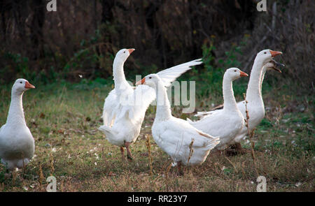 Schwarm Gänse weiden auf dem Rasen im Herbst Stockfoto