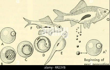 . Abenteuer mit Tieren und Pflanzen. Biologie. Abb. 373 Aus der befruchteten Eizelle, durch Eii 7 bryo 7 iic Stadien, Fisch zu adidt. In E '' '' Dottersack "auch nach dem Ei schlüpft gesehen wird. Was ist es, das wachsende aniinal? Hinweis: Der schwarze Punkt in D, E, F und G. Die Zellen hier reiTiain undifferenziert auf den ersten, und später, in G, wachsen in was Organ?. Und die Zelle Körper sofort teilen. Der Nukleus beginnt die Division. Die tw'o Zellen miteinander verbunden bleiben, aber nicht größer als die meisten Zellen nach der Teilung. Sie halten auf immer wieder Trennende vmtil nach ein paar Stunden. Stockfoto