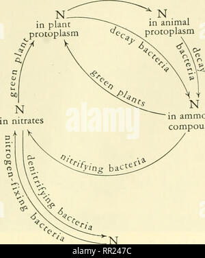 . Abenteuer mit Tieren und Pflanzen. Biologie. PROBLEM I Warum Pflanzen und Ani? nals Weiterhin bestehen. animai in Ammoniak Verbindungen. Bitte beachten Sie, dass diese Bilder sind von der gescannten Seite Bilder, die digital für die Lesbarkeit verbessert haben mögen - Färbung und Aussehen dieser Abbildungen können nicht perfekt dem Original ähneln. extrahiert. Kroeber, Elsbeth, 1882 -; Wolff, Walter Harold, 1901 -. Boston: DC Heide Stockfoto