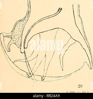 . Agchylostoma conepati Nova Art: parásito del Conepatus suffocans Azara 1801 (Zorrino). Strongylidae; Nematoden; veterinärmedizinische Parasitologie. 27 (E. Solanet? 1909). Bitte beachten Sie, dass diese Bilder sind von der gescannten Seite Bilder, die digital für die Lesbarkeit verbessert haben mögen - Färbung und Aussehen dieser Abbildungen können nicht perfekt dem Original ähneln. extrahiert. Solanet, Emilio. Buenos Aires: Imprenta Roma Stockfoto