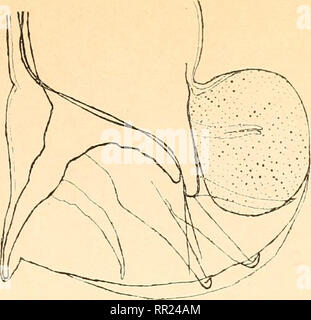 . Agchylostoma conepati Nova Art: parásito del Conepatus suffocans Azara 1801 (Zorrino). Strongylidae; Nematoden; veterinärmedizinische Parasitologie. 28 1 mm. = 10. Bitte beachten Sie, dass diese Bilder sind von der gescannten Seite Bilder, die digital für die Lesbarkeit verbessert haben mögen - Färbung und Aussehen dieser Abbildungen können nicht perfekt dem Original ähneln. extrahiert. Solanet, Emilio. Buenos Aires: Imprenta Roma Stockfoto