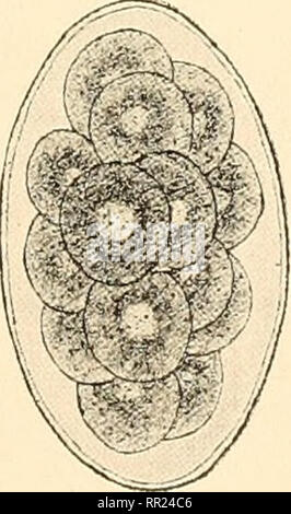 . Agchylostoma conepati Nova Art: parásito del Conepatus suffocans Azara 1801 (Zorrino). Strongylidae; Nematoden; veterinärmedizinische Parasitologie. (E. Solanet - 1909). Bitte beachten Sie, dass diese Bilder sind von der gescannten Seite Bilder, die digital für die Lesbarkeit verbessert haben mögen - Färbung und Aussehen dieser Abbildungen können nicht perfekt dem Original ähneln. extrahiert. Solanet, Emilio. Buenos Aires: Imprenta Roma Stockfoto