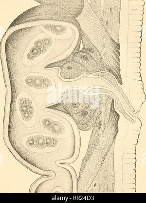 . Agchylostoma conepati Nova Art: parásito del Conepatus suffocans Azara 1801 (Zorrino). Strongylidae; Nematoden; veterinärmedizinische Parasitologie. ^^?^ P^^", "^. (E. Solanot - 1909). Bitte beachten Sie, dass diese Bilder sind von der gescannten Seite Bilder, die digital für die Lesbarkeit verbessert haben mögen - Färbung und Aussehen dieser Abbildungen können nicht perfekt dem Original ähneln. extrahiert. Solanet, Emilio. Buenos Aires: Imprenta Roma Stockfoto